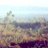 Scenic View
